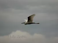 Amerikaanse kleine zilverreiger [Egretta thula]